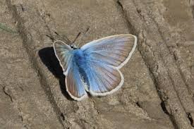 Attēlu rezultāti vaicājumam “Agrodiaetus damon underside”