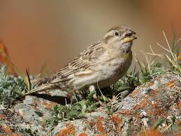 Image result for Petronia petronia