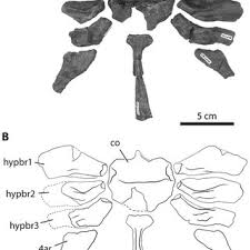 Attēlu rezultāti vaicājumam “Laccognathus panderi”