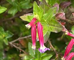 Image result for Cuphea ignea