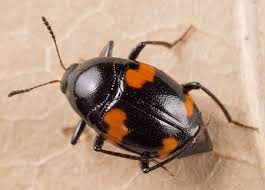 Attēlu rezultāti vaicājumam “Scaphidium quadrimaculatum”