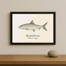 Image result for Albula vulpes