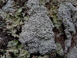 Attēlu rezultāti vaicājumam “Pertusaria pertusa”