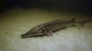Image result for Acipenser oxyrinchus oxyrinchus