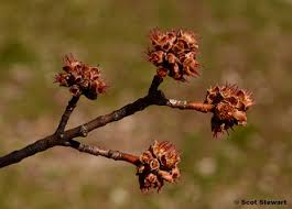 Attēlu rezultāti vaicājumam “Acer saccharinum flower”