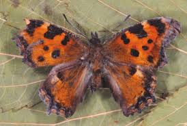 Attēlu rezultāti vaicājumam “Nymphalis polychloros”