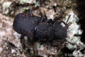 Attēlu rezultāti vaicājumam “Bolitophagus reticulatus”