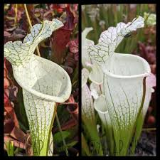 Attēlu rezultāti vaicājumam “Leucogyrophana sororia”