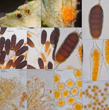 Attēlu rezultāti vaicājumam “Phragmidium sp.”