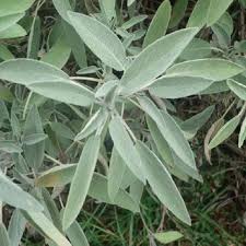 Attēlu rezultāti vaicājumam “Salvia officinalis leaf”