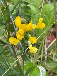 Attēlu rezultāti vaicājumam “Lathyrus pratensis fruit”