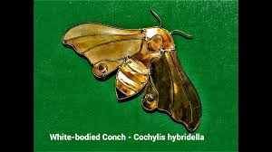 Attēlu rezultāti vaicājumam “Cochylis dubitana”