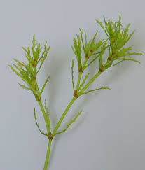 Attēlu rezultāti vaicājumam “Najas marina leaf”