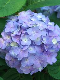 Attēlu rezultāti vaicājumam “Hydrangea”