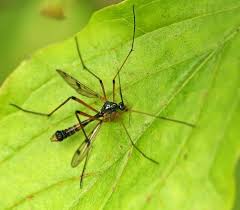 Attēlu rezultāti vaicājumam “Ptychoptera sp.”