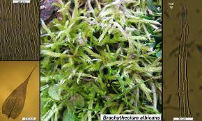 Attēlu rezultāti vaicājumam “Brachythecium albicans”