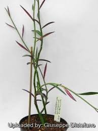 Attēlu rezultāti vaicājumam “Diderma montanum var. album stalked”