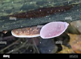 Attēlu rezultāti vaicājumam “Fomitopsis rosea”