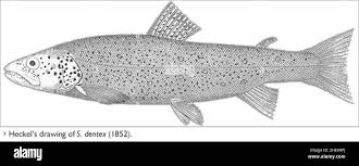 Image result for Salmo dentex