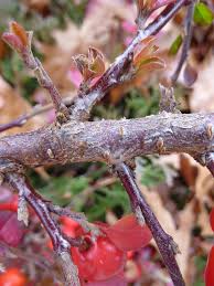 Attēlu rezultāti vaicājumam “Cotoneaster divaricatus”