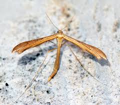 Attēlu rezultāti vaicājumam “Stenoptilia pterodactyla”