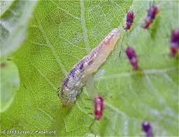 Attēlu rezultāti vaicājumam “Syrphus sp. larva”