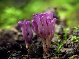 Attēlu rezultāti vaicājumam “Ramariopsis pulchella”