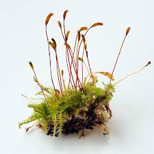 Attēlu rezultāti vaicājumam “Herzogiella seligeri”