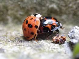 Attēlu rezultāti vaicājumam “Adalia decempunctata”