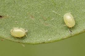 Attēlu rezultāti vaicājumam “Hydria cervinalis”