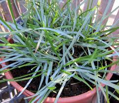 Attēlu rezultāti vaicājumam “Sesleria caerulea fruit”