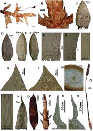 Attēlu rezultāti vaicājumam “Clastodermataceae”