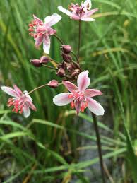 Attēlu rezultāti vaicājumam “Butomus umbellatus”