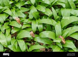 Attēlu rezultāti vaicājumam “Allium ursinum leaf”