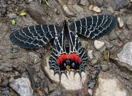 Attēlu rezultāti vaicājumam “Boloria eunomia underside”