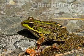 Attēlu rezultāti vaicājumam “Pelophylax adult”