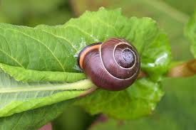 Attēlu rezultāti vaicājumam “Cepaea nemoralis”