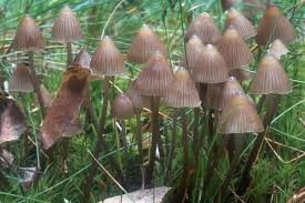 Attēlu rezultāti vaicājumam “Mycena stipata”
