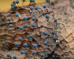 Attēlu rezultāti vaicājumam “Lamproderma pseudomaculatum spores”