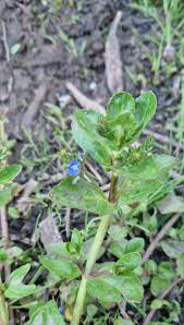 Attēlu rezultāti vaicājumam “Veronica beccabunga bud”