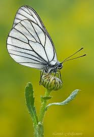 Attēlu rezultāti vaicājumam “Aporia crataegi upperside”