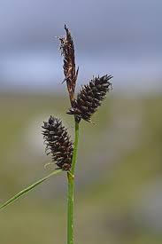 Attēlu rezultāti vaicājumam “Carex ornithopoda fruit”
