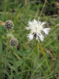 Attēlu rezultāti vaicājumam “Centaurea scabiosa flower”
