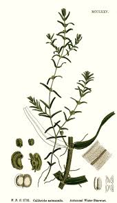 Attēlu rezultāti vaicājumam “Callitriche hermaphroditica leaf”