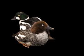 Attēlu rezultāti vaicājumam “Bucephala clangula”