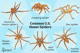 Image result for spider