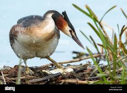 Attēlu rezultāti vaicājumam “Podiceps cristatus nest”