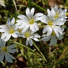 Attēlu rezultāti vaicājumam “Cerastium arvense leaf”