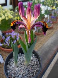 Attēlu rezultāti vaicājumam “Iris rosenbachiana flower”