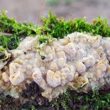 Attēlu rezultāti vaicājumam “Physisporinus vitreus”